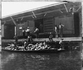 Loading melons from rowboats onto a boxcar 